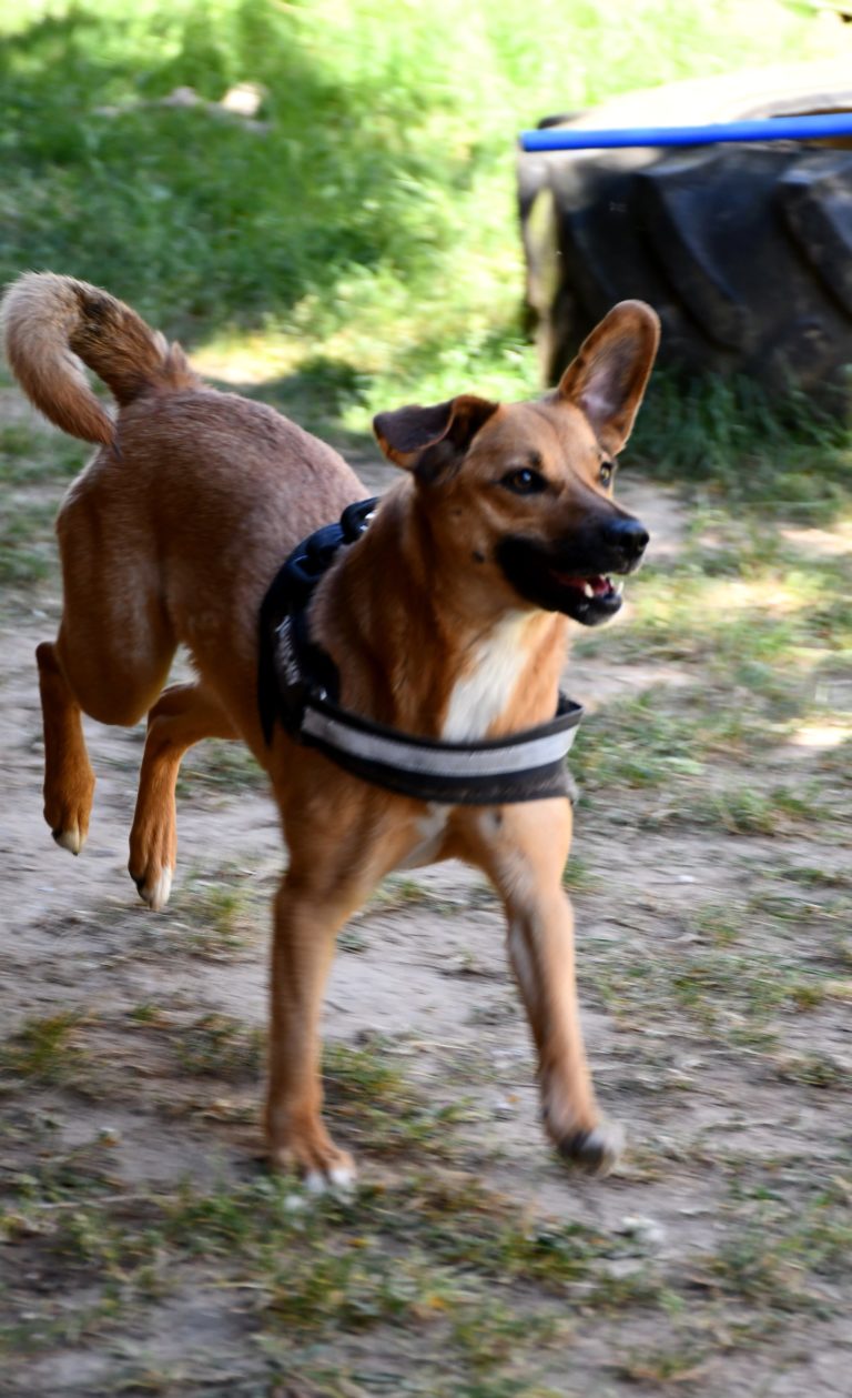 DSC_0451