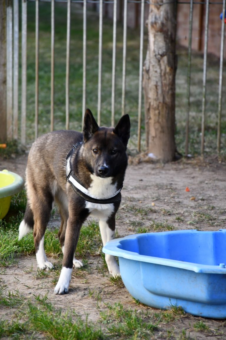 DSC_0485