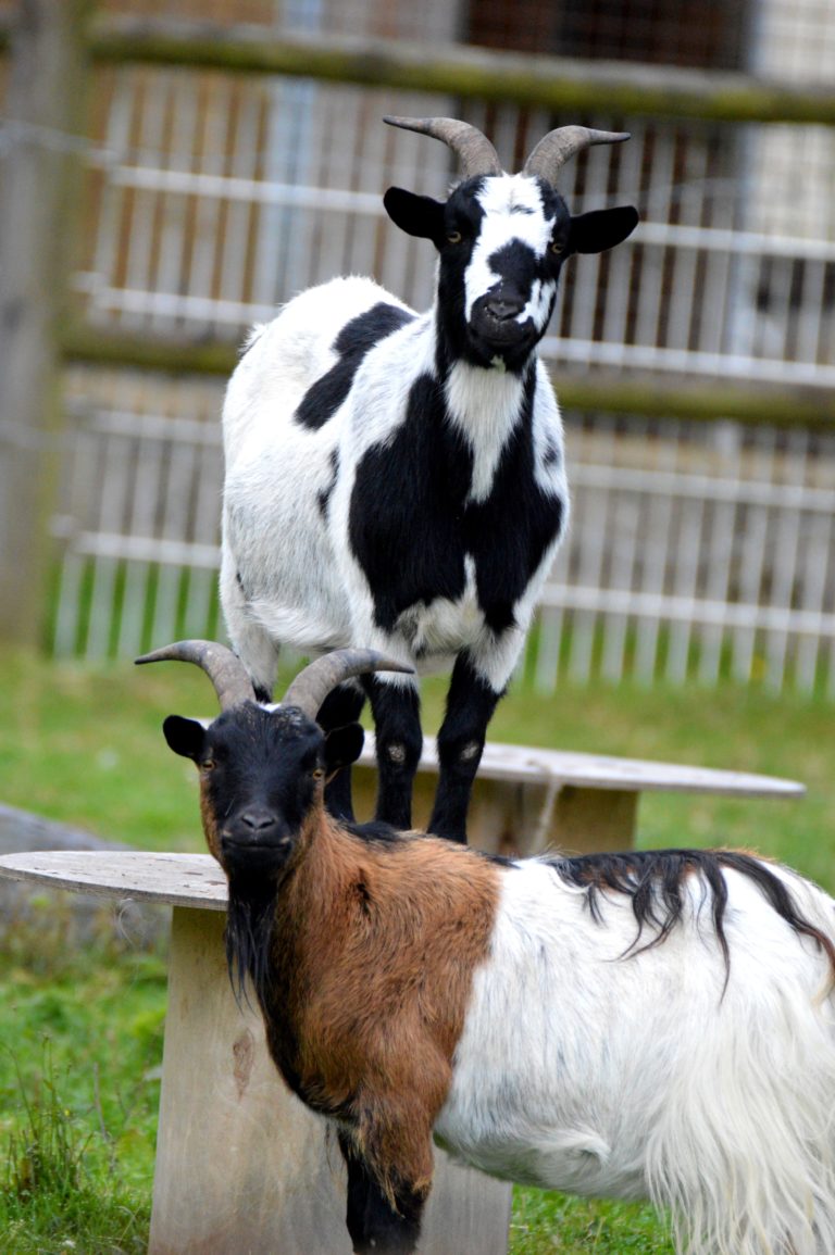 Milka et Apollon