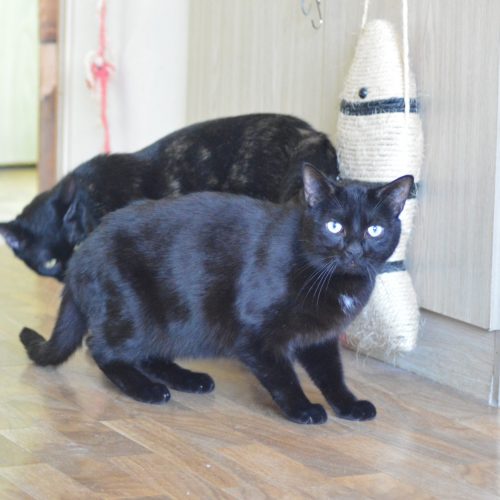 Cachou (4)