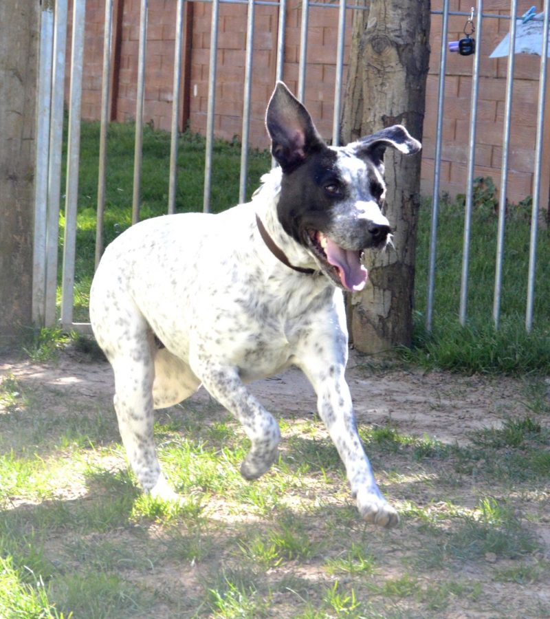 ORPHEE - x pointer 2 ans - LDAS à Neuville sur Sarthe (72) DSC_2080-scaled-oniv9rwt7qmzjxlv0315dv9swatjoh1mfff496ylgo