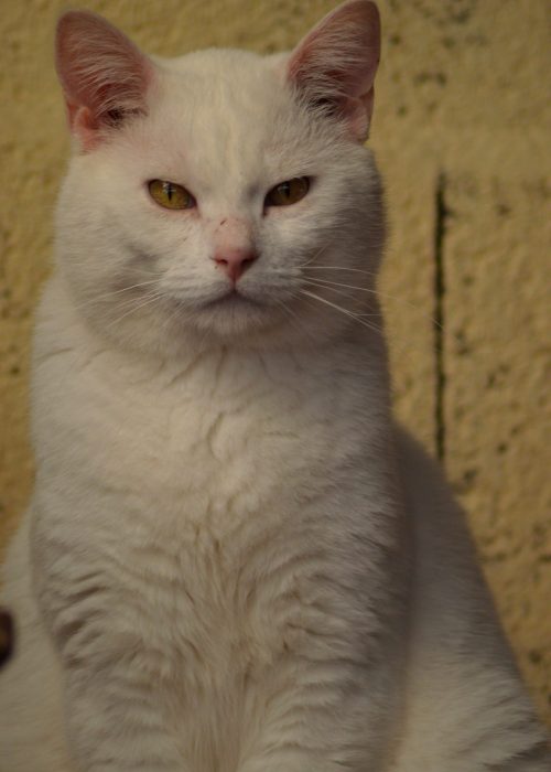 DSC_2540