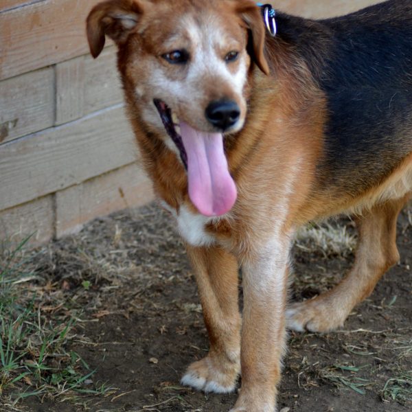 Duke (10)