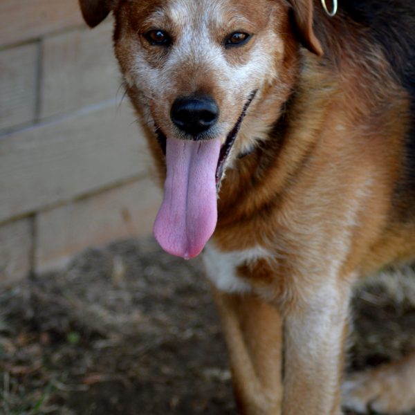 Duke (11)