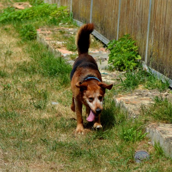 Duke (6)