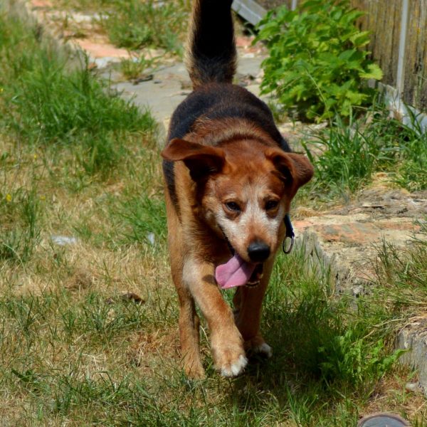 Duke (7)