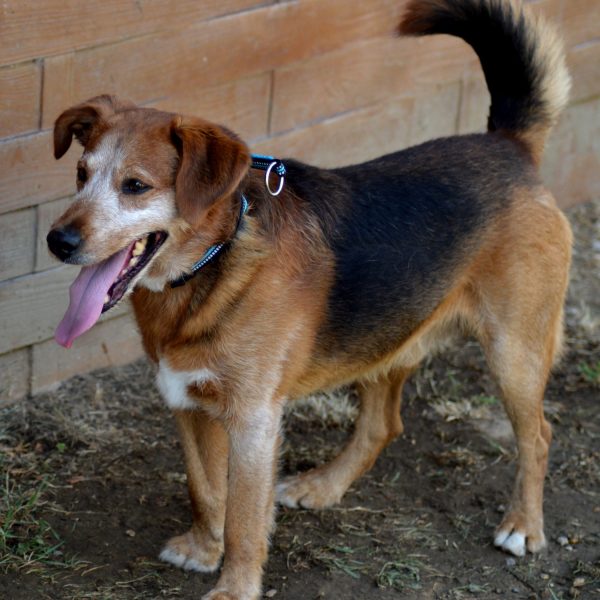 Duke (9)
