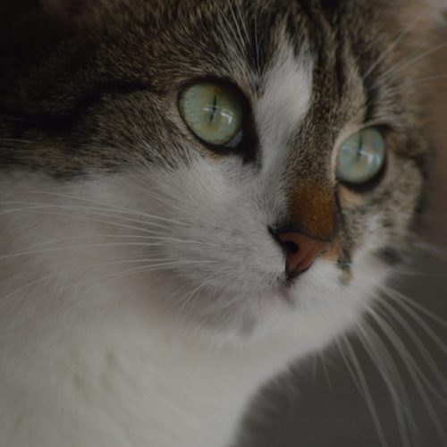 Lady (1)